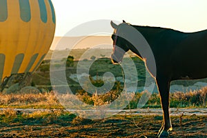 Horse looking on Hot air ballooning in Cappadocia