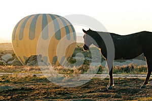 Horse looking on Hot air ballooning in Cappadocia