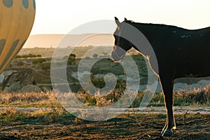 Horse looking on Hot air ballooning in Cappadocia