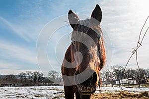 Horse looking at the lens in a snowy field photo