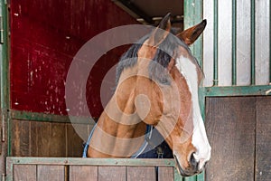 Horse looking out from his stall window