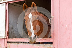 Horse looking out from his stall window