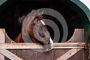 Horse looking out of outdoor box, cute animals, Lusitano breed