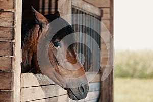 Horse looking out from stable. Bay mare standing in stall and listening, close-up portrait