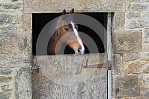 Horse looking out of stable door.