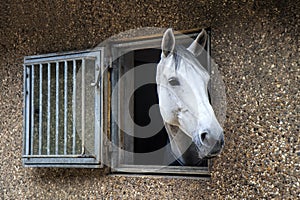 Horse Looking out of the Stable Window at Silkeborg, Denmark