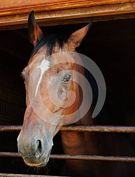 Horse looking out of a stall