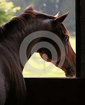 Horse looking out of stall