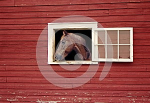 Horse Looking Out of Stall Window of Red Barn