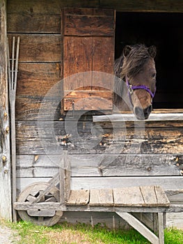 Horse looking out window.