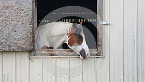 Horse Looking Out Window