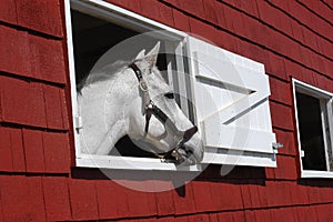 White horse looking out window of red barn