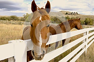 Horse looking over corral fence