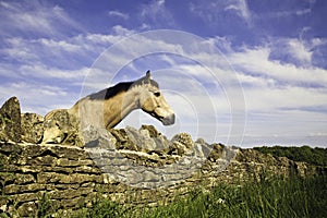 Un caballo buscando a través de piedra muro 