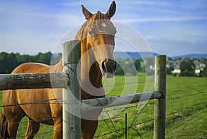 Horse looking over a fence on a farm