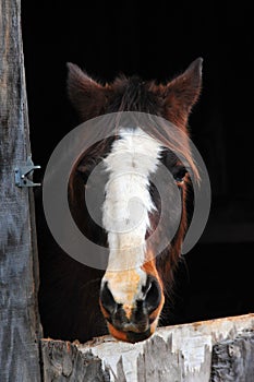 Horse looking through stall