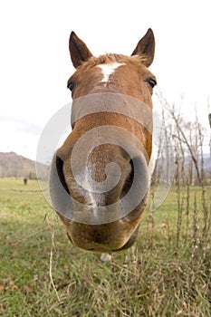 Horse looking straight ahead (wide angle)