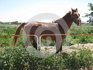 Horse looking at you