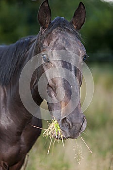 Horse looks at camera, eats grass, on sunny day