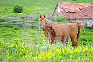 A horse looks at a foal in a meadow 2