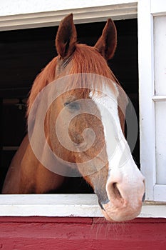 Horse Looks Out Barn Window