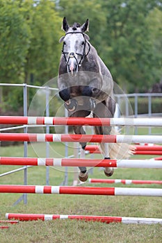 Horse loose jumping on breeders event outdoors photo