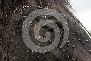 Horse with lots of flies on face and eye
