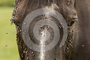 Horse with lots of flies on face and eyes photo