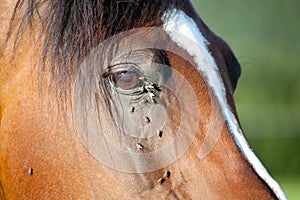 Horse with lots of fly in face photo
