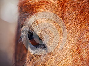 Horse love