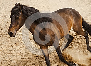 Horse photo