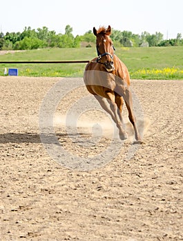 Horse on lunge line