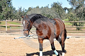 Horse lunging