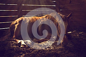 Horse lying down in stall