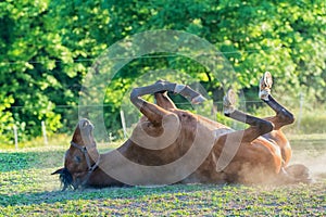 Horse lying on the grass