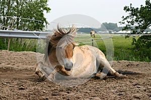 Horse lying in the sand