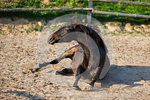 Horse lying in the stable