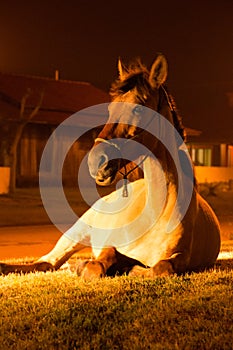 Horse lying in the street photo