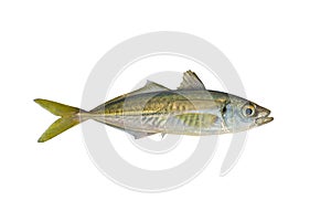 Horse mackerel. Atlantic scad fish isolated on white background