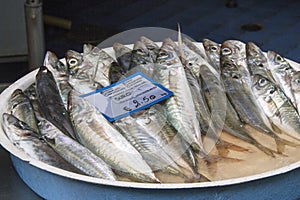 Horse mackerel