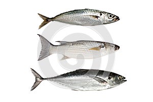 horse mackerel ,Grey Mullet or flathead mullet ,torpedo scad (Fi