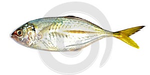 Horse mackerel