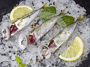 Horse mackerel is the name given to the fish species that make up the Trachurus genus from the Carangidae family