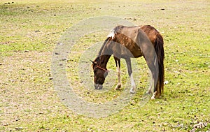 Horse is a mammal that involve many human activities