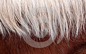 Horse Mane Background