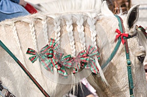 Horse mane braided