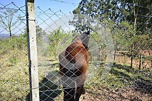 Horse or mare, animal in the pasture. Wire fence protection
