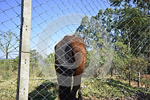 Horse or mare, animal in the pasture. Wire fence protection. Blue sky background. Brazil, South America. Back view, zoom