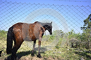 Horse or mare, animal in the pasture. Wire fence protection. Blue sky background. Brazil, South America. Side view