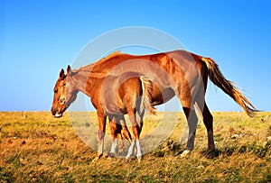Horse Mare with Foal mother and baby Farm Animal on field